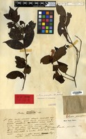 Holotype of Pavetta pauciflora Blume [family RUBIACEAE]