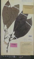 Holotype of Madhuca woodii P.Royen [family SAPOTACEAE]