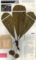 Isotype of Terminalia rerei Coode [family COMBRETACEAE]