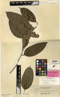 Isotype of Homalium gitingense Elmer [family FLACOURTIACEAE]