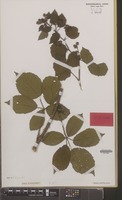 Isotype of Rubus nitidiformis Sudre [family ROSACEAE]