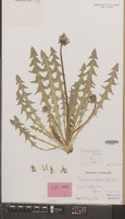Holotype of Taraxacum exsertiforme Hagend., Soest & Zevenb. [family COMPOSITAE]