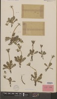 Holotype of Taraxacum hygrophilum Soest [family COMPOSITAE]