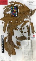 Holotype of Cupaniopsis acuticarpa Adema [family SAPINDACEAE]