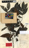 Lectotype of Guioa patentinervis Radlk. [family SAPINDACEAE]