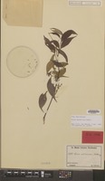 Lectotype of Guioa subsericea Radlk. [family SAPINDACEAE]