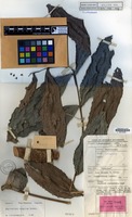 Holotype of Lepisanthes bengalan Leenh. [family SAPINDACEAE]