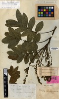 Syntype of Erioglossum edule Blume var. subcorymbosum Blume [family SAPINDACEAE]