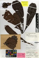 Isosyntype of Campnosperma wallichii King [family ANACARDIACEAE]
