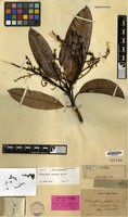 Lectotype of Mangifera foetida Lour. var. bombom Blume [family ANACARDIACEAE]