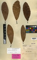 Isolectotype of Mangifera spathulaefolia Blume [family ANACARDIACEAE]