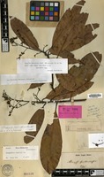 Isolectotype of Mangifera similis Blume [family ANACARDIACEAE]