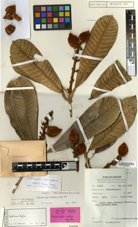 Holotype of Melanochyla bullata Ding Hou [family ANACARDIACEAE]