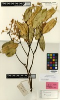 Isotype of Xanthophyllum ferrugineum Meijden [family POLYGALACEAE]