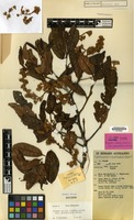 Holotype of Prunus pullei (Koehne) Kalkman var. grandiflora Kalkman [family ROSACEAE]