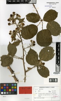 Isotype of Rubus confusidens H.E.Weber [family ROSACEAE]