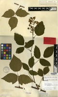 Lectotype of Rubus sprengelii Weihe var. turfaceus Grav. ex Focke [family ROSACEAE]