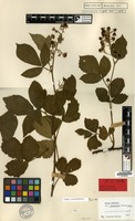 Lectotype of Rubus arrhenii Lange var. polyadenes Grav. ex Focke [family ROSACEAE]