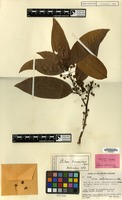 Isotype of Litsea solomonensis C.K.Allen [family LAURACEAE]