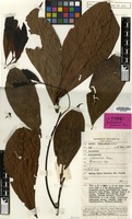 Isotype of Nothaphoebe javanica Kosterm. [family LAURACEAE]