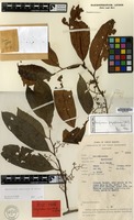 Holotype of Horsfieldia macilenta W.J.de Wilde [family MYRISTICACEAE]