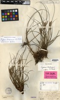 Type of Cyperus tonkinensis C.B.Clarke [family CYPERACEAE]