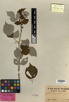 Syntype of Rubus phoenicolasius Maxim. [family ROSACEAE]