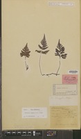 Isotype of Davallia cumingii Hook. [family PTERIDOPHYTA]