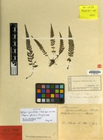 Isotype of Diplazium grammitoides C.Presl [family PTERIDOPHYTA]