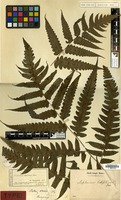 Type of Diplazium dilatatum Blume [family PTERIDOPHYTA]