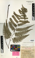 Isotype of Diplazium triangulare Tagawa [family PTERIDOPHYTA]