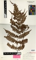 Isotype of Dryopteris koidzumiana Tagawa [family PTERIDOPHYTA]
