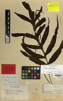 Isotype of Grammitis decurrens Blume [family PTERIDOPHYTA]