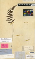 Isotype of Athyrium cystopteroides Eaton [family PTERIDOPHYTA]