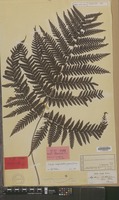 Syntype of Aspidium subtripinnatum Miq. [family DRYOPTERIDACEAE]