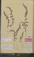 Type of Aspidium angustifrons Miq. [family DRYOPTERIDACEAE]