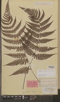 Syntype of Aspidium cystolepidotum Miq. [family DRYOPTERIDACEAE]