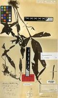 Lectotype of Polypodium pteropus Blume [family PTERIDOPHYTA]