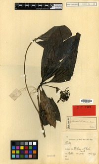 Isotype of Pavetta ruttenii Bremek. [family RUBIACEAE]
