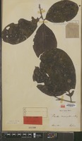 Syntype of Pavetta macroptera Miq. [family RUBIACEAE]