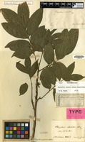 Syntype of Otonychium imbricatum Blume [family SAPINDACEAE]