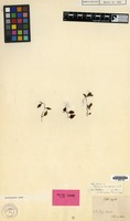 Isotype of Trichomanes bimarginatum Bosch [family PTERIDOPHYTA]