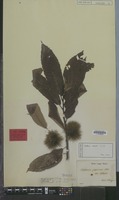 Lectotype of Castanea crenata Siebold & Zucc. [family FAGACEAE]