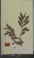 Lectotype of Castanea crenata Siebold & Zucc. [family FAGACEAE]