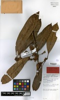 Holotype of Pouteria wandae Vink [family SAPOTACEAE]
