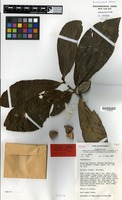 Holotype of Pouteria pullenii Vink [family SAPOTACEAE]