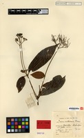 Isotype of Ixora mollirama Bremek. [family RUBIACEAE]