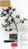 Isotype of Coprosma barbata Utteridge [family RUBIACEAE]