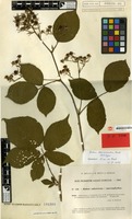 Holotype of Rubus desarmatus A.Beek [family ROSACEAE]