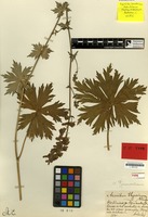 Type of Aconitum thyraicum Blocki [family RANUNCULACEAE]